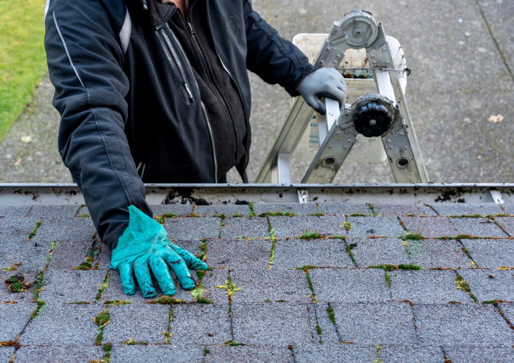 Moss trapped in roof is sign of needed roof repair